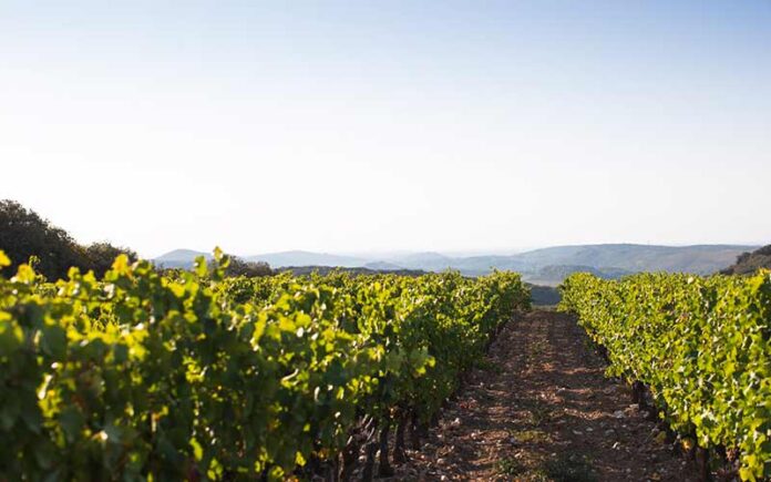 Le terroir de l'appellation AOP Faugères