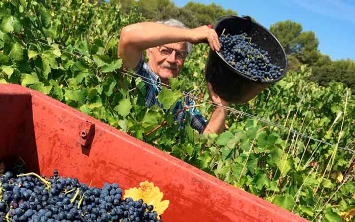 Devenez “Vendangeur d’un Jour” chez les Vignerons Indépendants du 27 août jusqu’à début octobre !