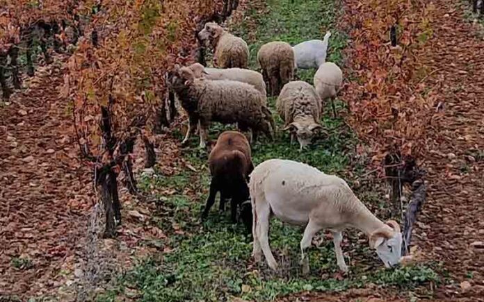 Des moutons dans les vignes, un exemple d'agriculture raisonnée, durable et responsable