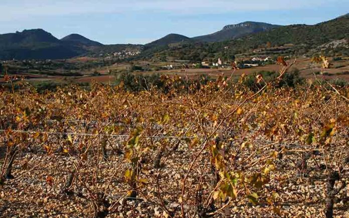 L'avenir de la production viticole en Occitanie selon une étude de Vinseo